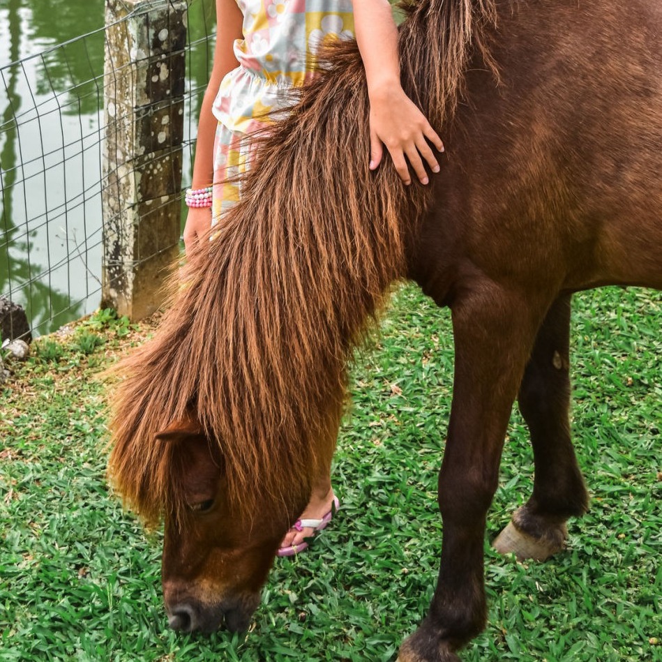Foto de criança com um pónei